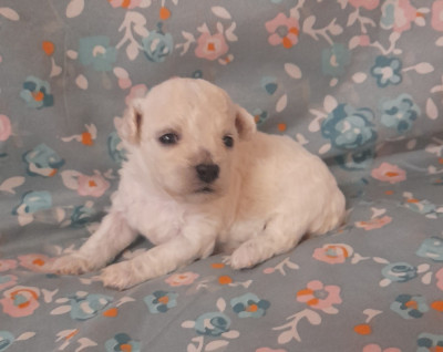 Chiot N°6
