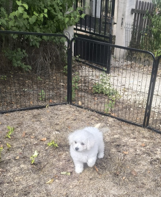 Chiot femelle