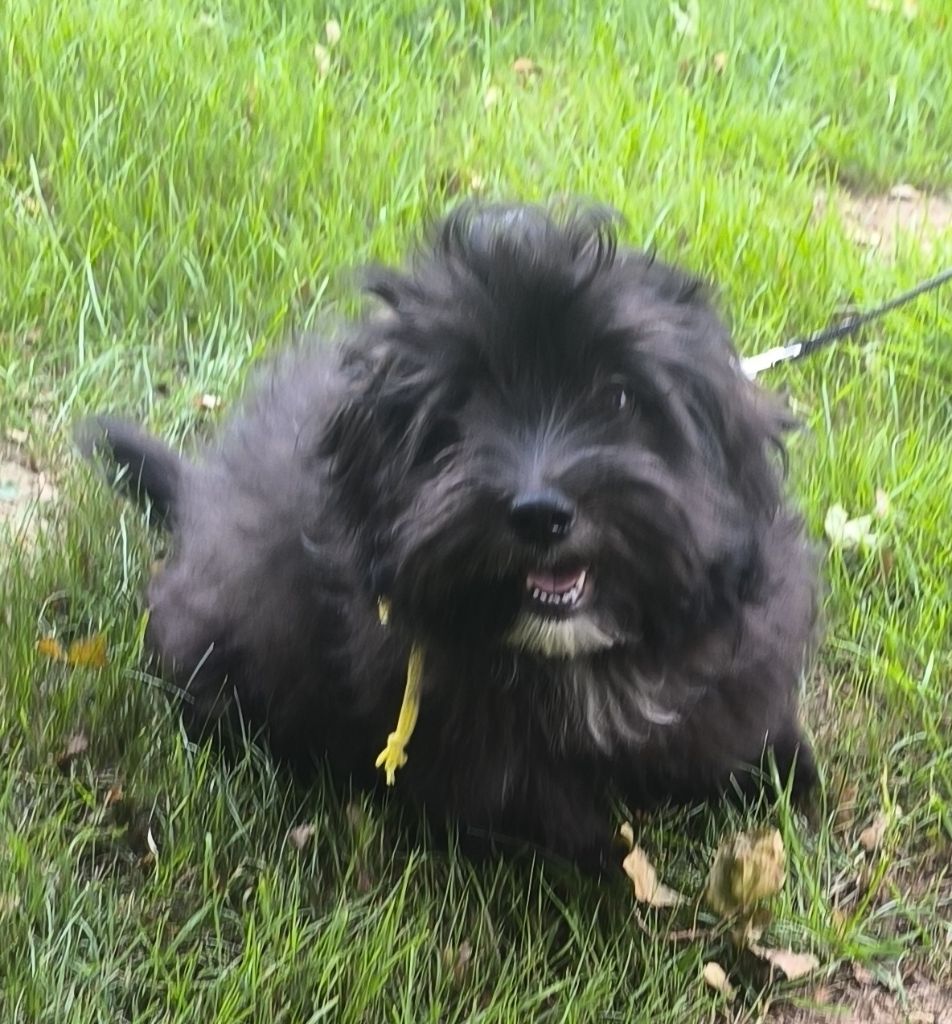 Von Bereich Sandalvi - Chiots disponibles - Bichon Havanais