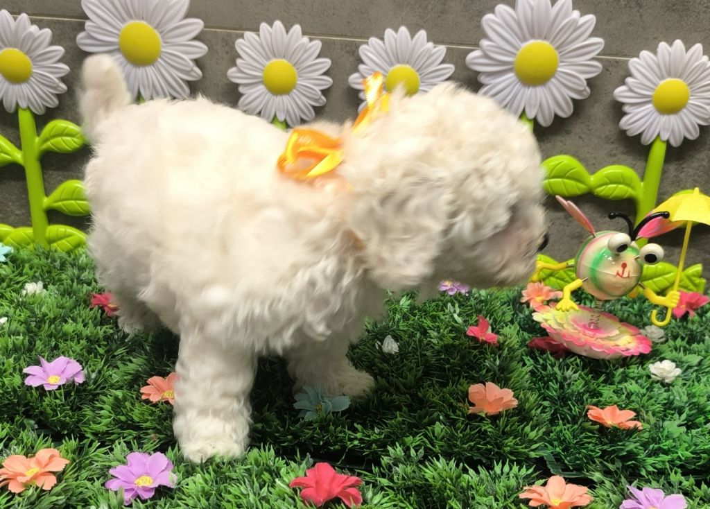 Von Bereich Sandalvi - Chiots disponibles - Bichon Frise