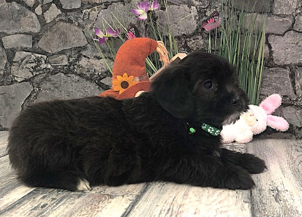 Von Bereich Sandalvi - Chiots disponibles - Bichon Havanais