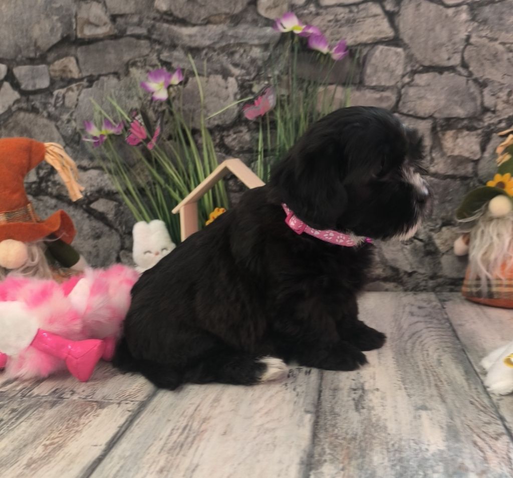 Von Bereich Sandalvi - Chiots disponibles - Bichon Havanais
