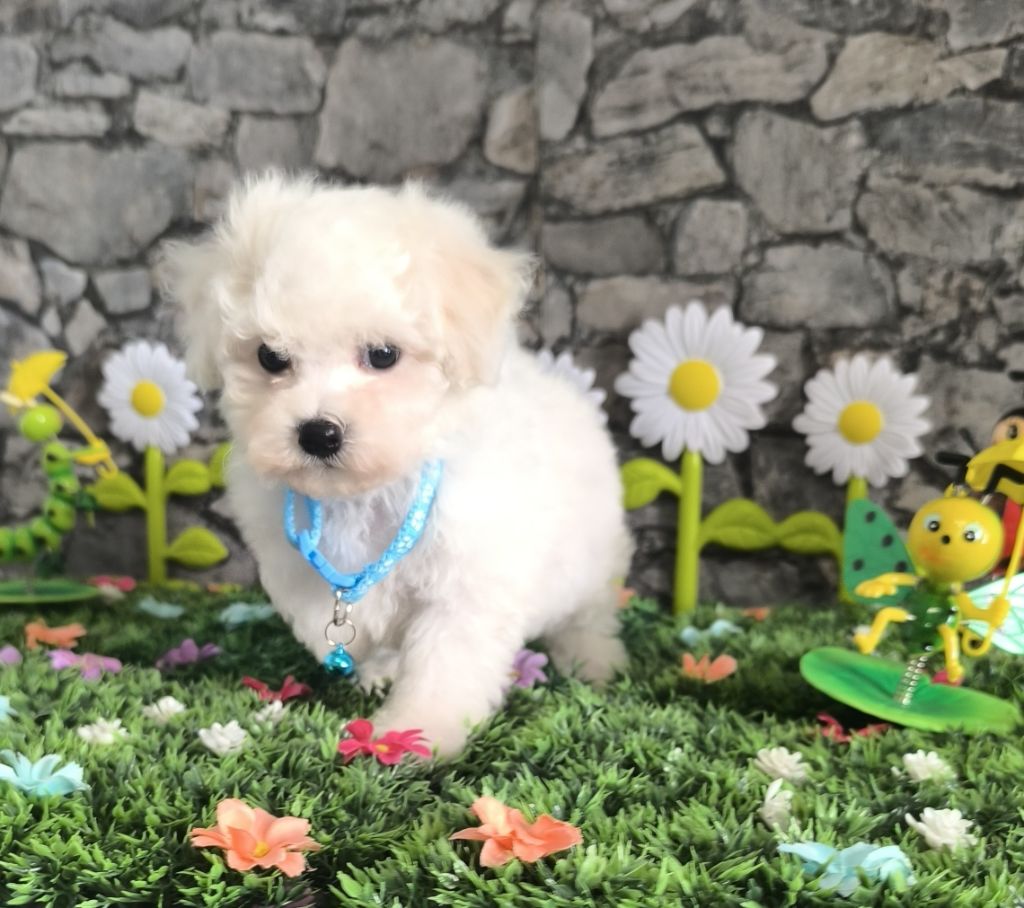 Von Bereich Sandalvi - Chiots disponibles - Bichon Frise