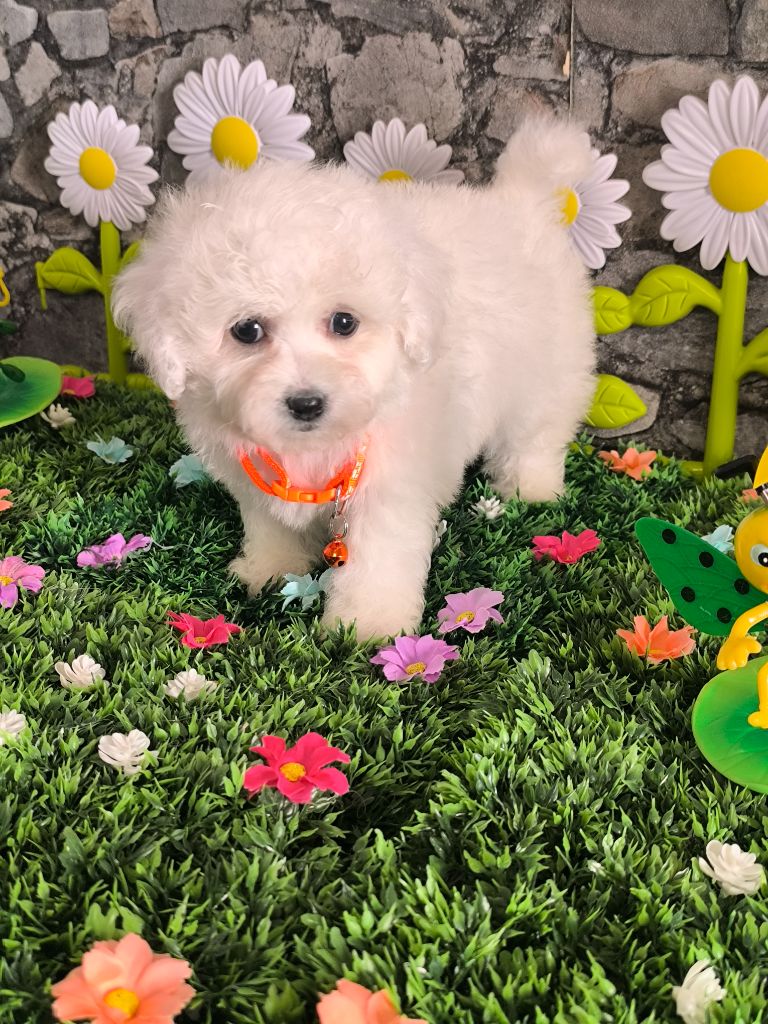 Von Bereich Sandalvi - Chiots disponibles - Bichon Frise