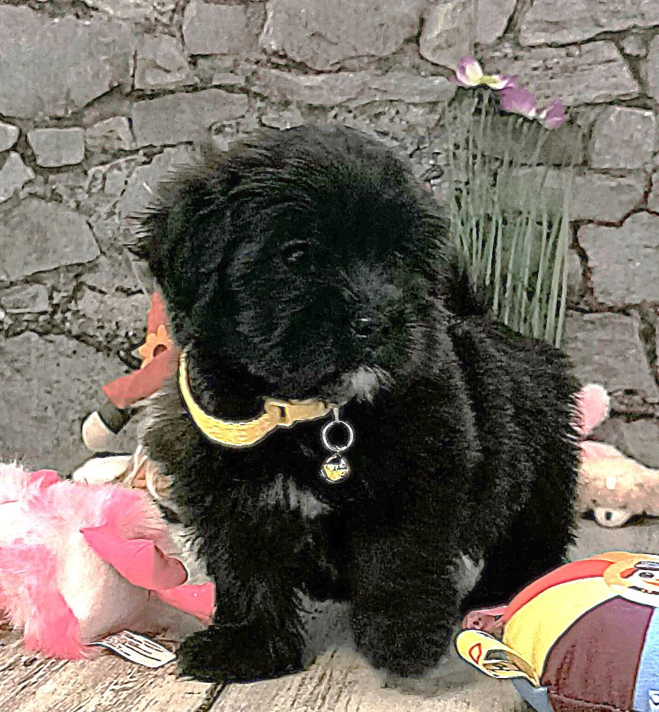 Von Bereich Sandalvi - Chiots disponibles - Bichon Havanais