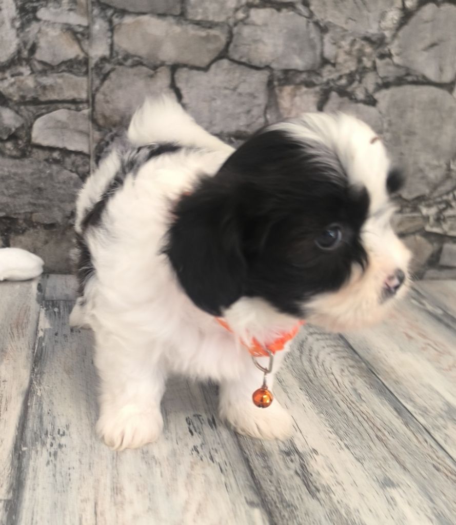 Von Bereich Sandalvi - Chiots disponibles - Bichon Havanais