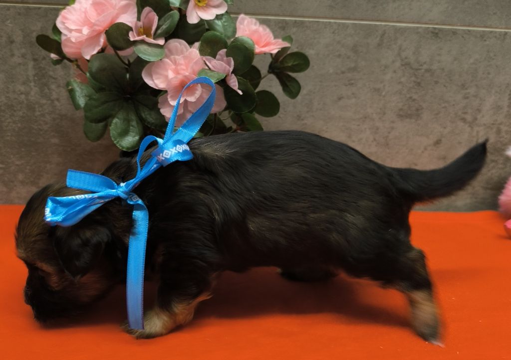 Von Bereich Sandalvi - Chiots disponibles - Bichon Havanais
