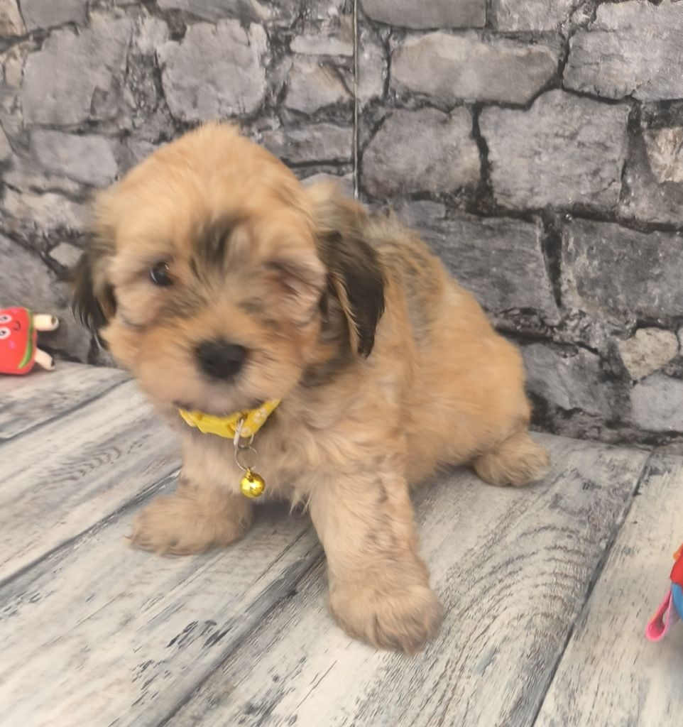 Von Bereich Sandalvi - Chiots disponibles - Bichon Havanais